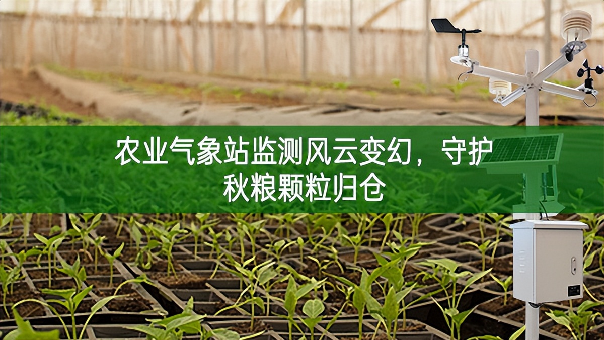 農(nóng)業(yè)氣象站監(jiān)測風云變幻，守護秋糧顆粒歸倉