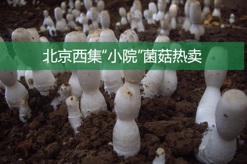 北京西集“小院”菌菇熱賣
