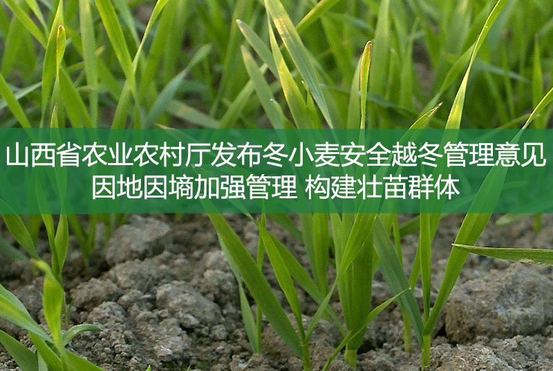山西省農(nóng)業(yè)農(nóng)村廳發(fā)布冬小麥安全越冬管理意見 因地因墑加強管理 構(gòu)建壯苗群體