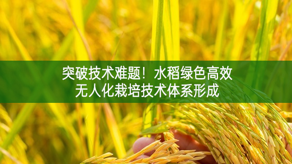 突破技術難題！水稻綠色高效無人化栽培技術體系形成