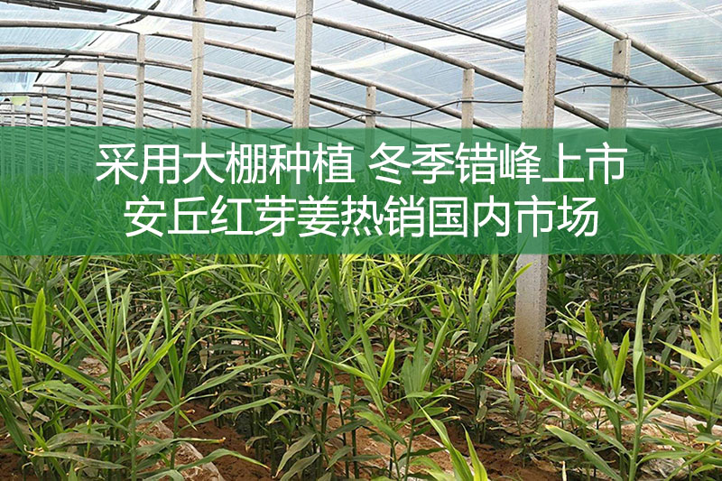 采用大棚種植 冬季錯峰上市 安丘紅芽姜熱銷國內市場