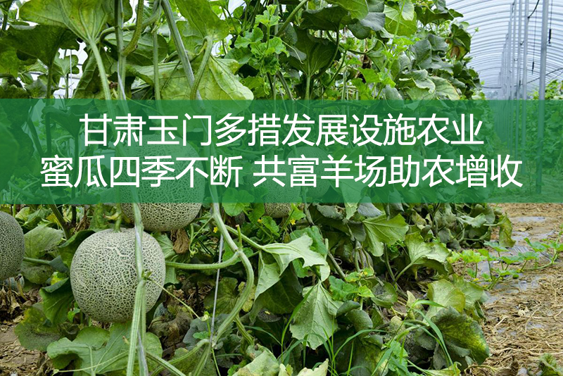 甘肅玉門多措發展設施農業 蜜瓜四季不斷 共富羊場助農增收