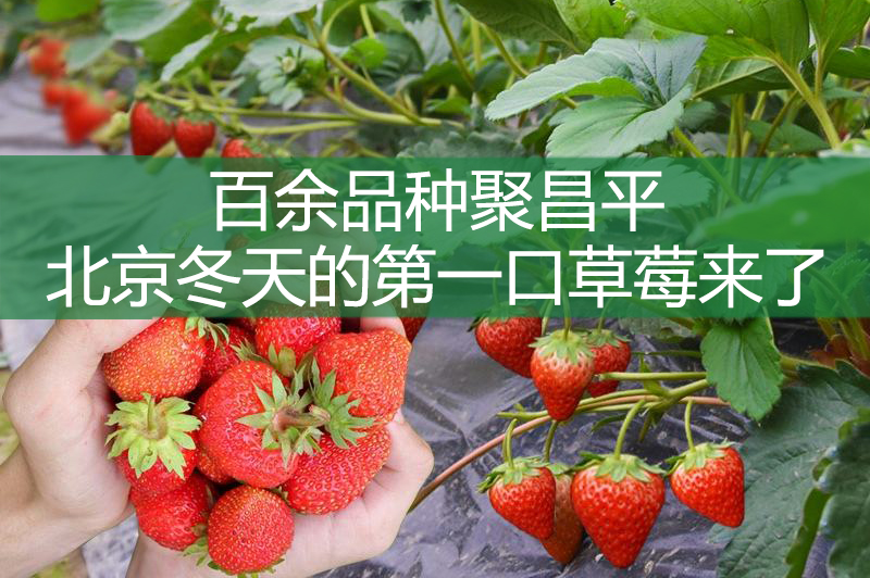 百余品種聚昌平 北京冬天的第一口草莓來(lái)了