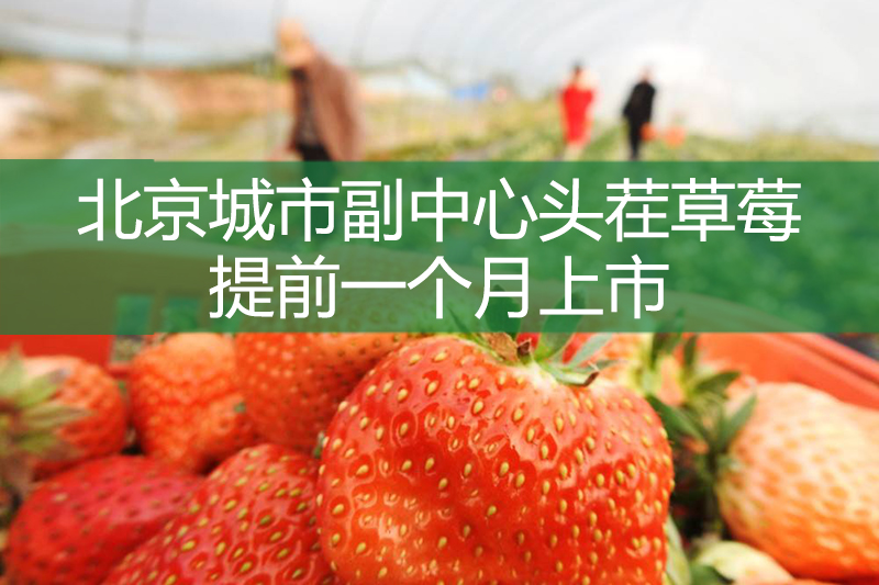 北京城市副中心頭茬草莓提前一個(gè)月上市