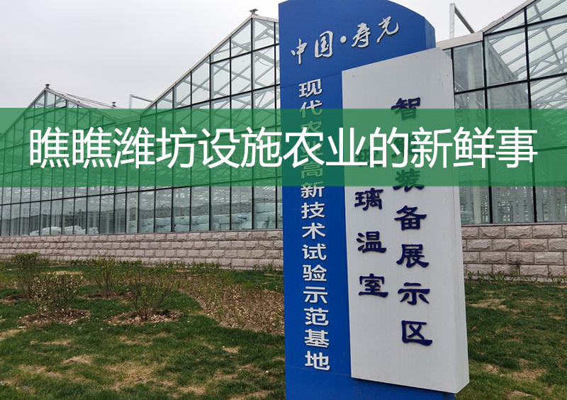 瞧瞧濰坊設施農業的新鮮事