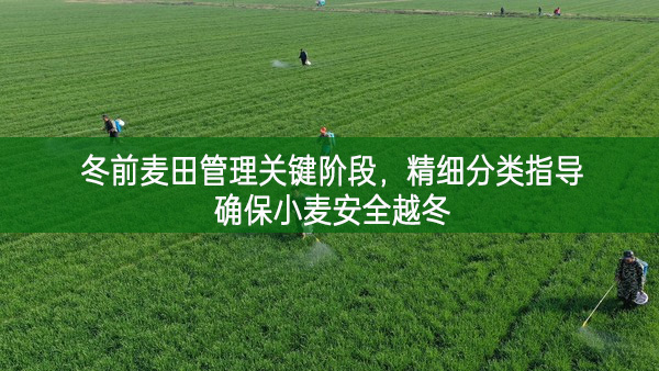 冬前麥田管理關鍵階段，精細分類指導確保小麥安全越冬