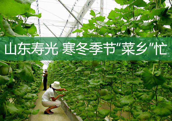 山東壽光 寒冬季節“菜鄉”忙