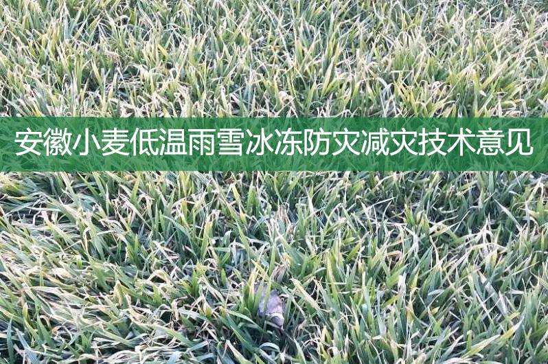 安徽小麥低溫雨雪冰凍防災(zāi)減災(zāi)技術(shù)意見
