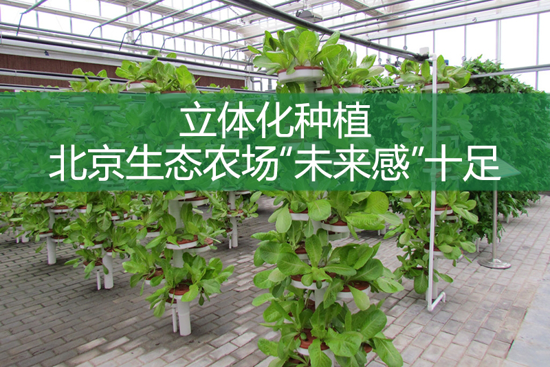立體化種植，北京生態(tài)農(nóng)場“未來感”十足