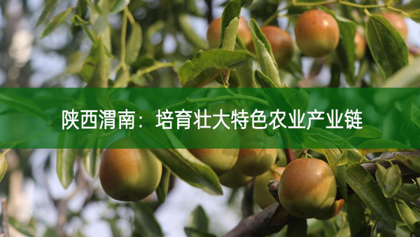 陜西渭南：培育壯大特色農(nóng)業(yè)產(chǎn)業(yè)鏈