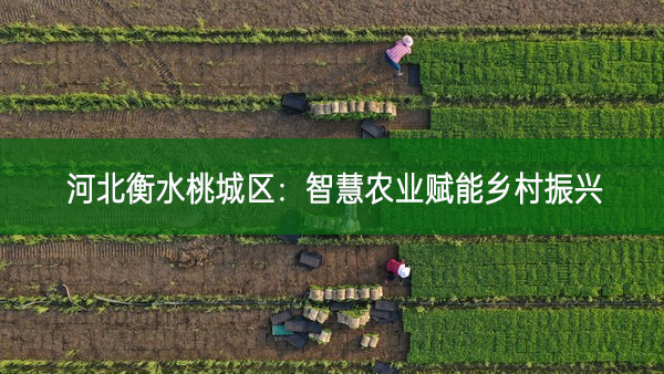 河北衡水桃城區：智慧農業賦能鄉村振興