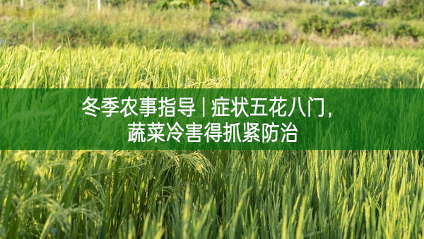冬季農(nóng)事指導(dǎo) | 癥狀五花八門 蔬菜冷害得抓緊防治
