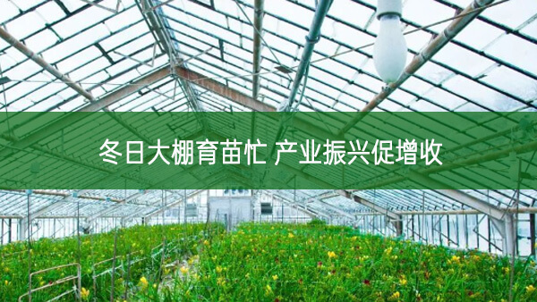 冬日大棚育苗忙 產(chǎn)業(yè)振興促增收