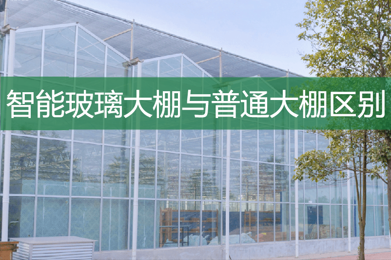 智能玻璃大棚與普通大棚區(qū)別有多少?
