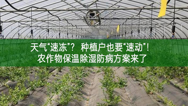天氣“速凍”？ 種植戶也要“速動(dòng)”！農(nóng)作物保溫除濕防病方案來(lái)了