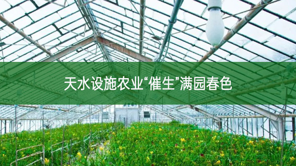天水設(shè)施農(nóng)業(yè)“催生”滿園春色