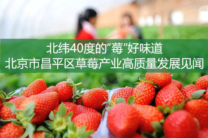 北緯40度的“莓”好味道——北京市昌平區(qū)草莓產(chǎn)業(yè)高質(zhì)量發(fā)展見(jiàn)聞