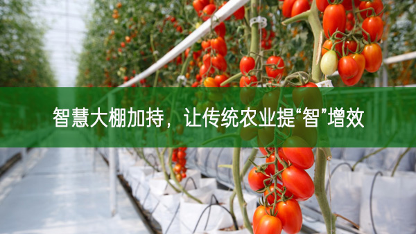智慧大棚加持，讓傳統農業提“智”增效