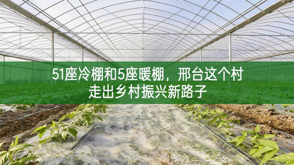 51座冷棚和5座暖棚，邢臺這個村走出鄉(xiāng)村振興新路子