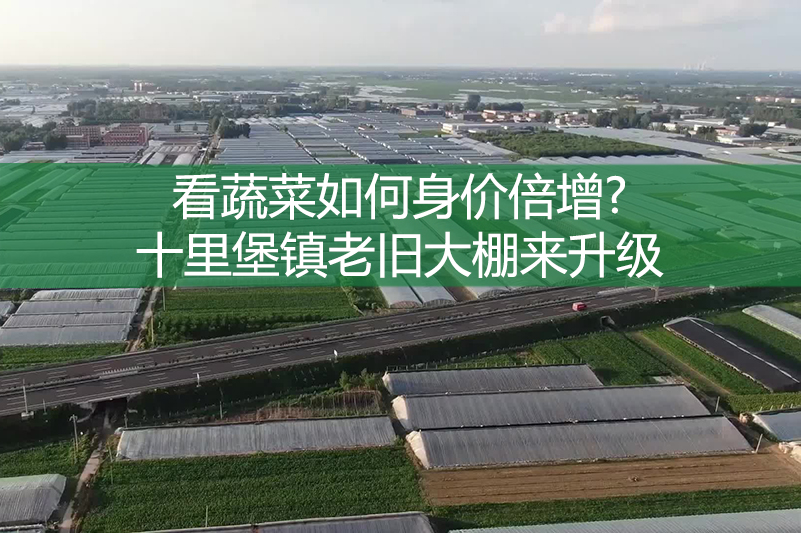 看蔬菜如何身價倍增?十里堡鎮老舊大棚來升級