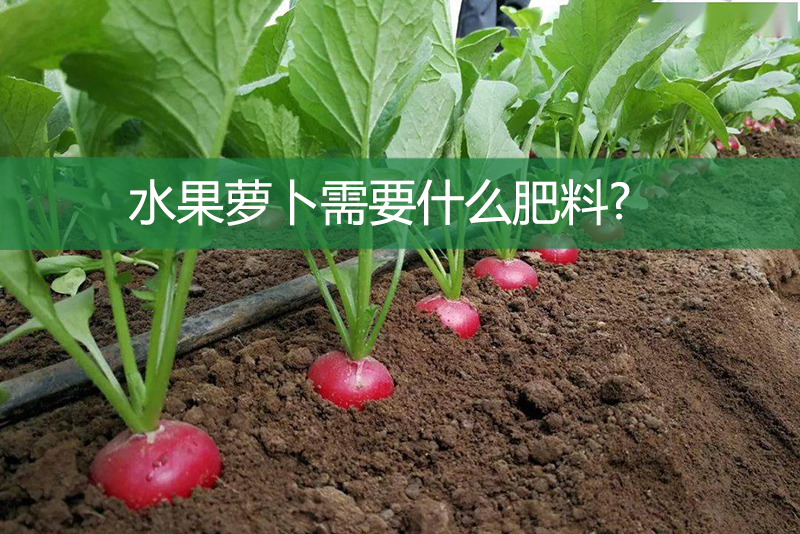 水果蘿卜需要什么肥料?