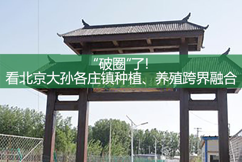 “破圈”了!看北京大孫各莊鎮種植、養殖跨界融合
