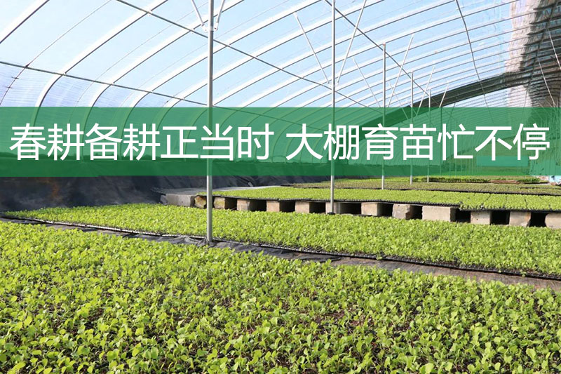 春耕備耕正當(dāng)時(shí) 大棚育苗忙不停