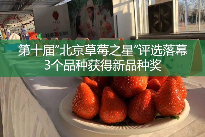 第十屆“北京草莓之星”評(píng)選落幕，3個(gè)品種獲得新品種獎(jiǎng)