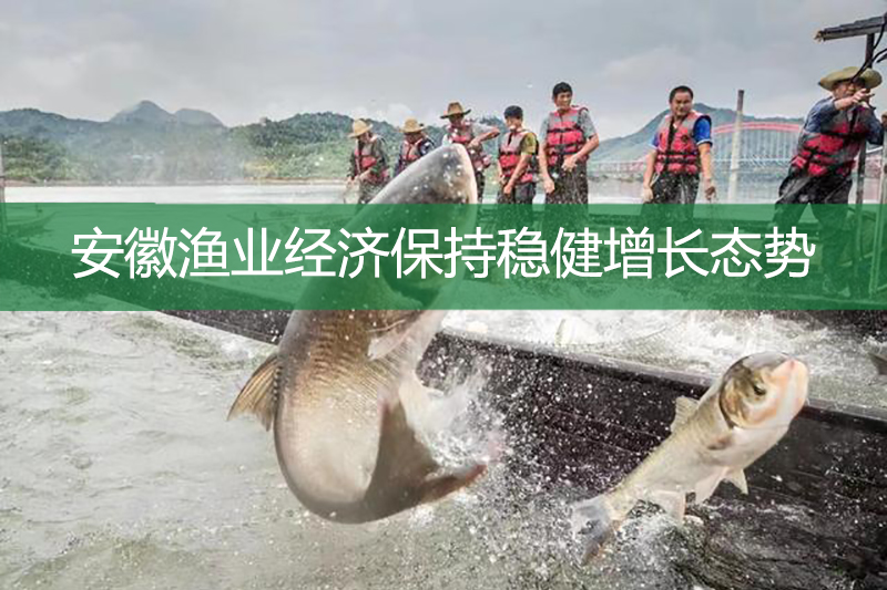 安徽漁業(yè)經(jīng)濟(jì)保持穩(wěn)健增長態(tài)勢