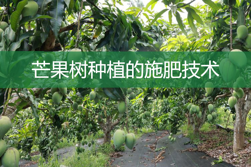 芒果樹種植的施肥技術