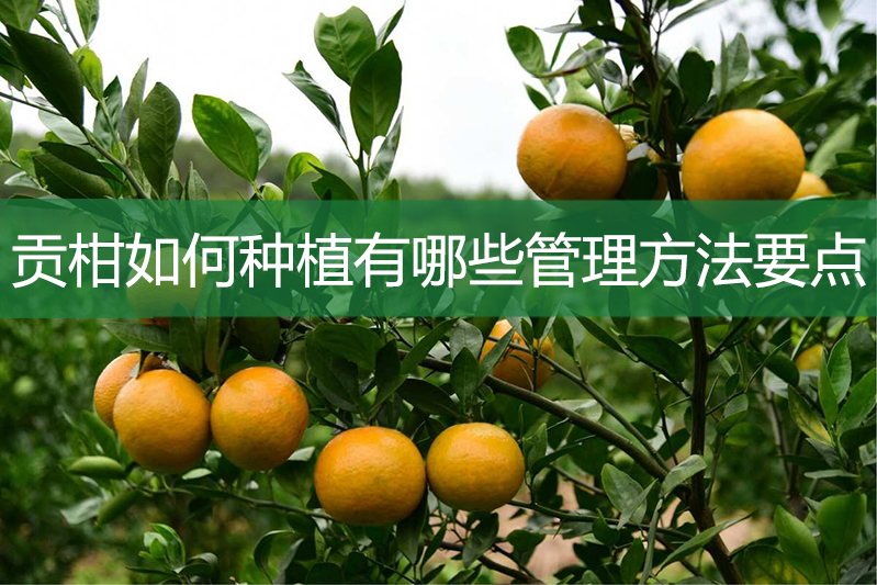 貢柑如何種植有哪些管理方法要點