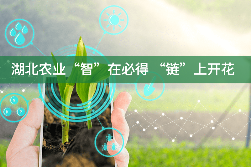 湖北農(nóng)業(yè)“智”在必得 “鏈”上開花