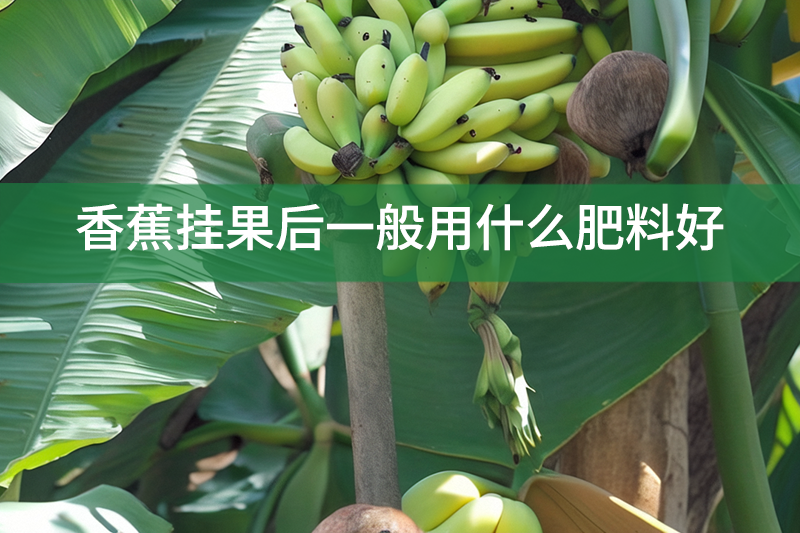 香蕉掛果后一般用什么肥料好?