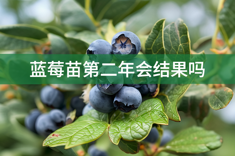 藍莓苗第二年會結(jié)果嗎?