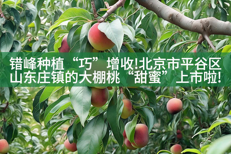 錯(cuò)峰種植“巧”增收!北京市平谷區(qū)山東莊鎮(zhèn)的大棚桃“甜蜜”上市啦!