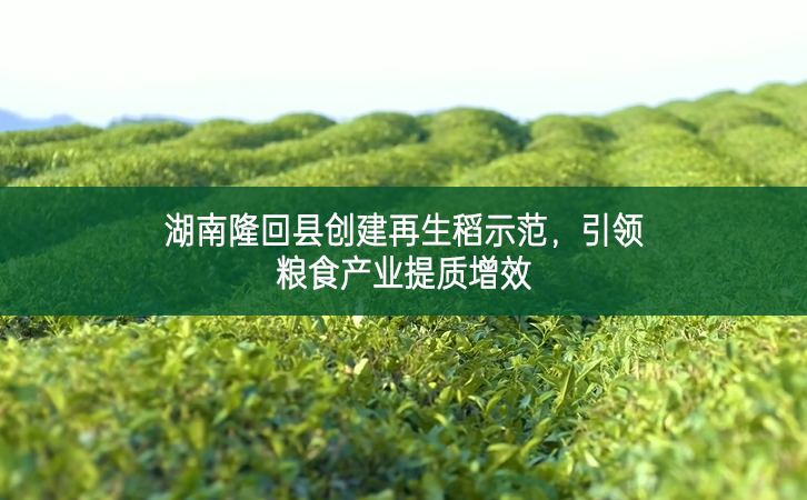 湖南隆回縣創建再生稻示范，引領糧食產業提質增效