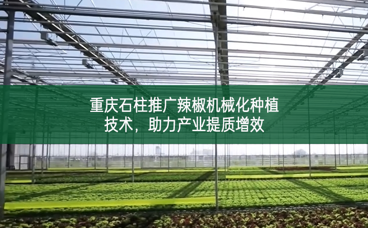 重慶石柱推廣辣椒機械化種植技術 助力產(chǎn)業(yè)提質增效