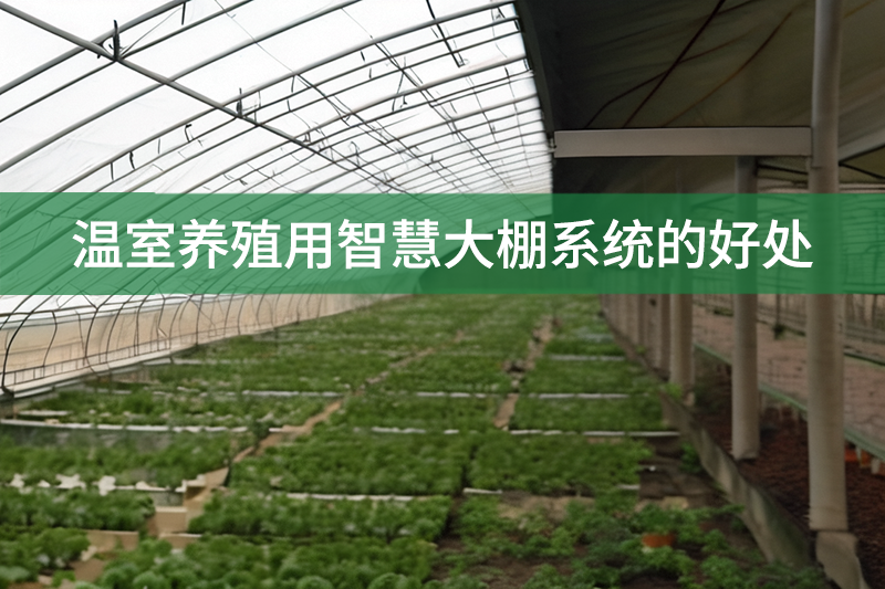 溫室養(yǎng)殖用智慧大棚系統(tǒng)的好處
