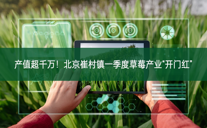 產值超千萬！北京崔村鎮一季度草莓產業“開門紅”