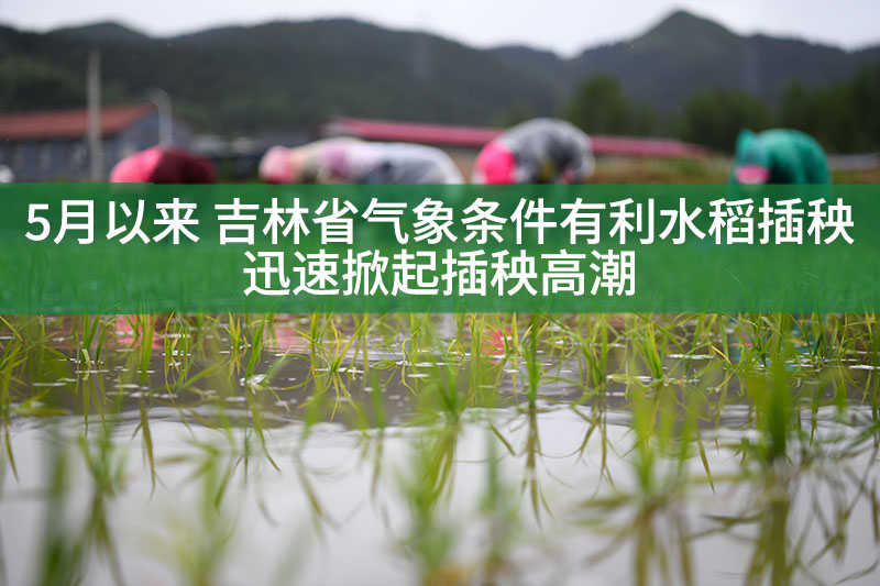 5月以來 吉林省氣象條件有利水稻插秧 迅速掀起插秧高潮