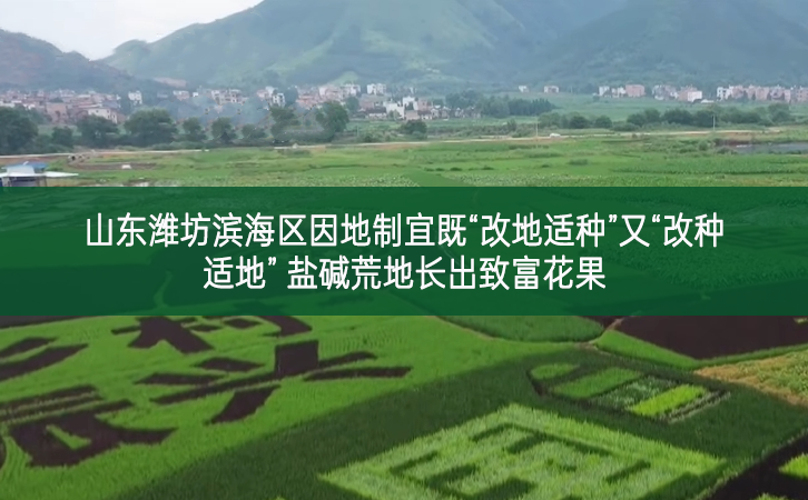 山東濰坊濱海區(qū)因地制宜既“改地適種”又“改種適地” 鹽堿荒地長出致富花果
