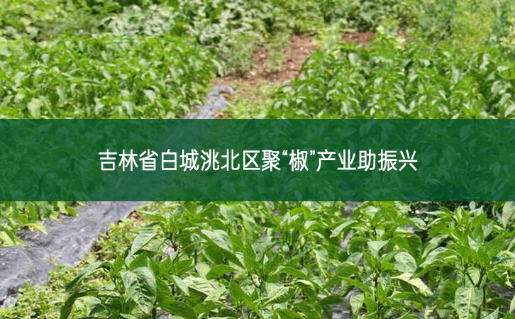 ?吉林省白城洮北區(qū) 聚“椒”產(chǎn)業(yè)助振興