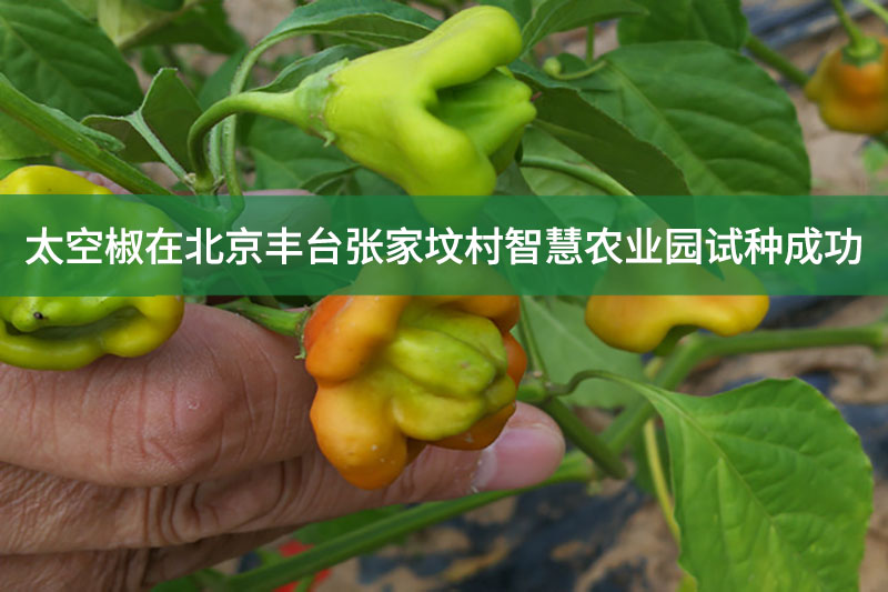 太空椒在北京豐臺張家墳村智慧農(nóng)業(yè)園試種成功