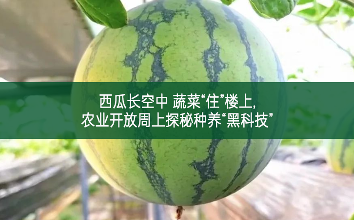 西瓜長空中 蔬菜“住”樓上 農業開放周上探秘種養“黑科技”