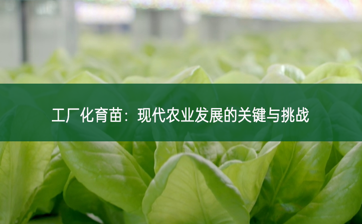 工廠化育苗：現(xiàn)代農(nóng)業(yè)發(fā)展的關(guān)鍵與挑戰(zhàn)