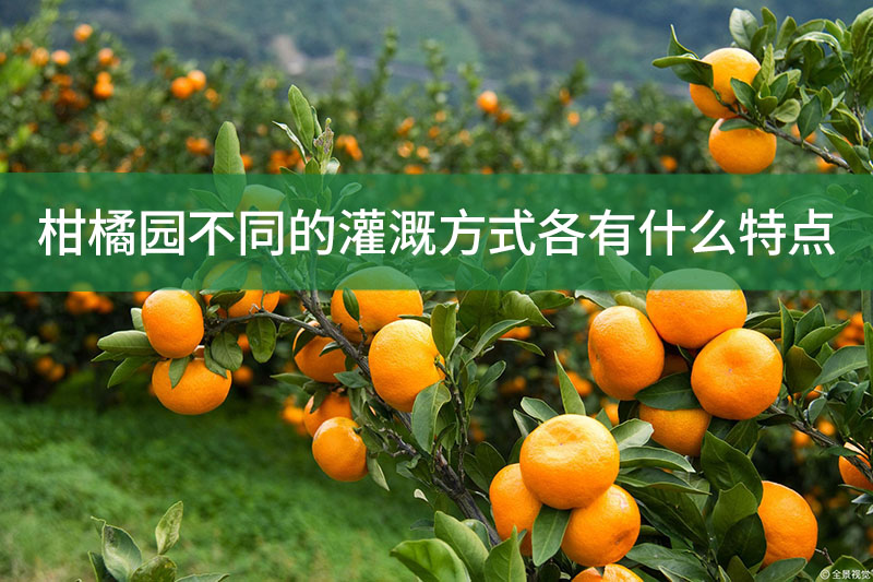 柑橘園不同的灌溉方式各有什么特點?