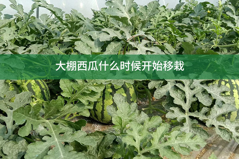 大棚西瓜什么時(shí)候開始移栽