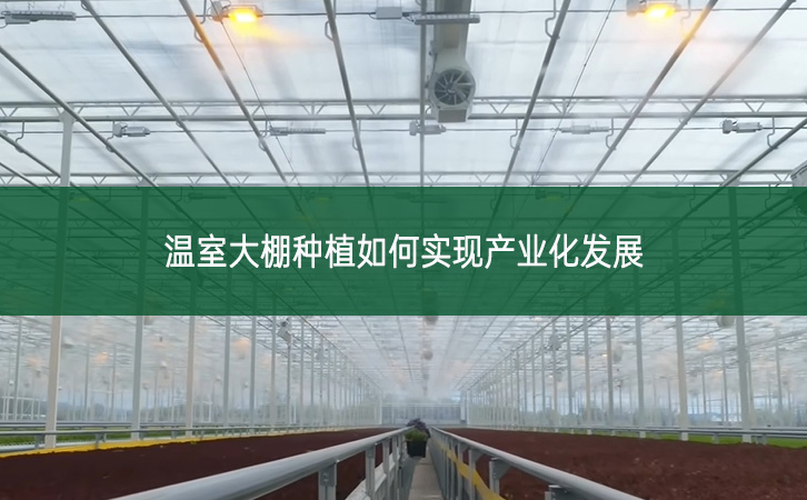 溫室大棚種植如何實現產業化發展