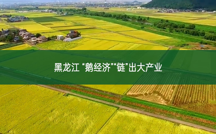 黑龍江 “鵝經(jīng)濟”“鏈”出大產(chǎn)業(yè)