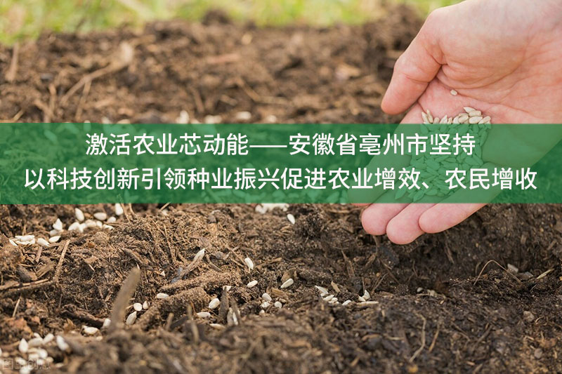激活農業芯動能——安徽省亳州市堅持以科技創新引領種業振興促進農業增效、農民增收